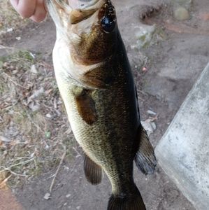 Meet your Posher, Lucas